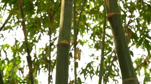 竹林有阳光竹林景观位于热带雨林中