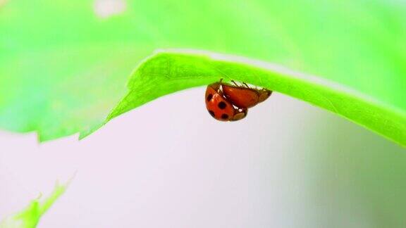 甲虫或瓢虫在绿叶上繁殖
