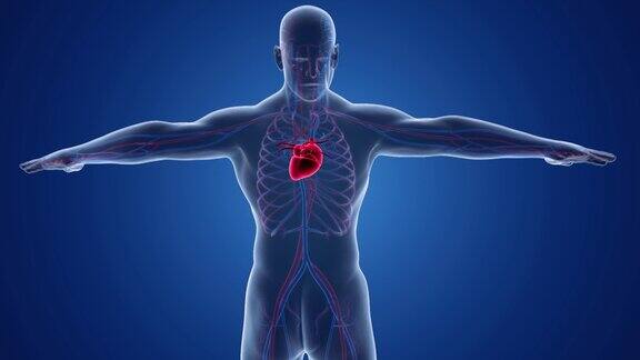 人体循环系统心脏与静脉和动脉的医学精确动画