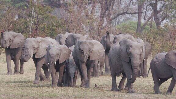 在博茨瓦纳的奥卡万戈三角洲一群正在繁殖的大象带着幼崽走向河边