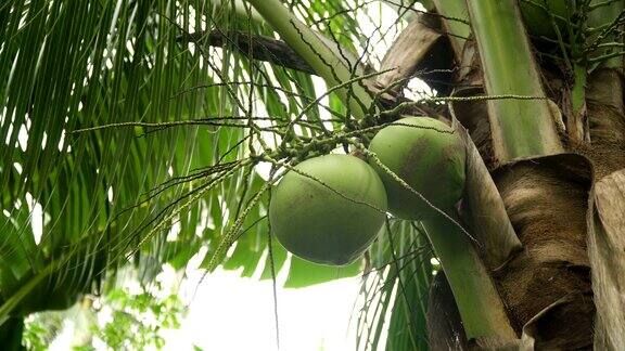 椰子树和椰子