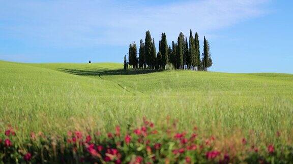 皮恩扎小麦和柏树在意大利托斯卡纳滚动山丘