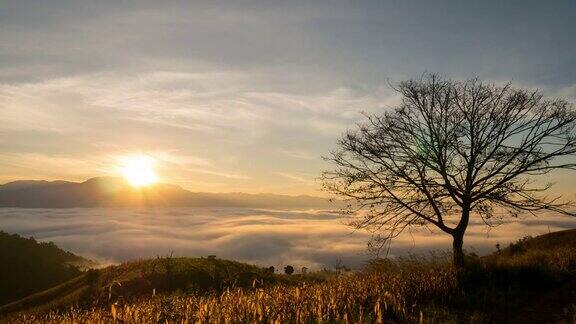 孤独的树日出与雾和移动的雾在山上时间流逝