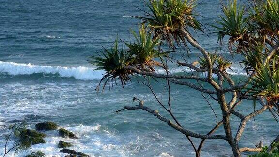 露兜棕榈树俯瞰大海