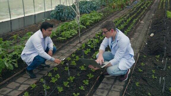 两名生物技术工程师手持放大镜在水培农场观察蔬菜叶子的病害