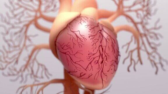 人体心脏三维渲染医学上准确的人体心脏解剖与静脉系统插图
