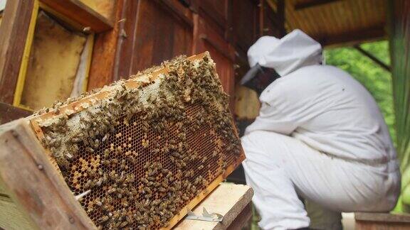 蜜蜂在蜂箱上架着蜂窝在支架上近距离拍摄