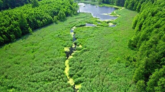 河流上的绿色沼泽和藻类鸟瞰图