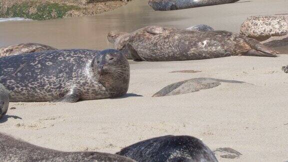 海滩上的成年斑海豹