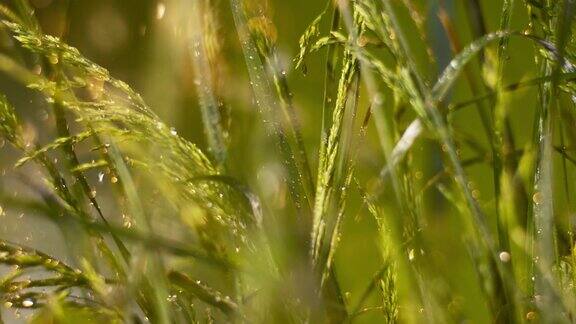 SLOMOTD草在夏雨中