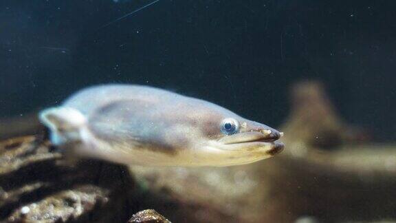 日本鳗鱼的水下图像