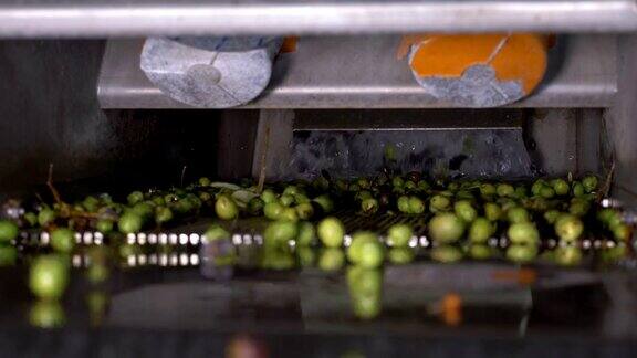 制作橄榄油-清洗过的橄榄在粉碎机落下-意大利南部
