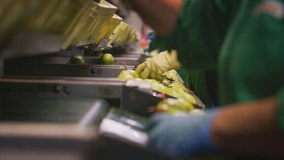 在一家果品生产厂工人手戴手套正在包装优质生态生物梨