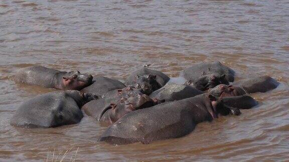 河马两栖河马站在肯尼亚马赛马拉公园的河马群实时4K