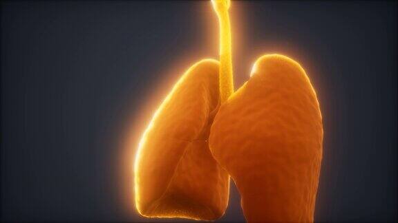人类肺部的3d动画