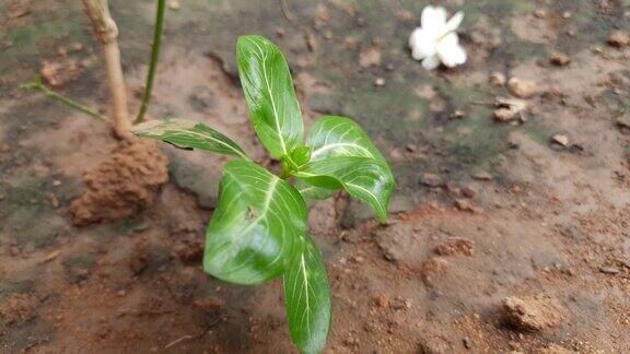 花园中的一种小植物长春花