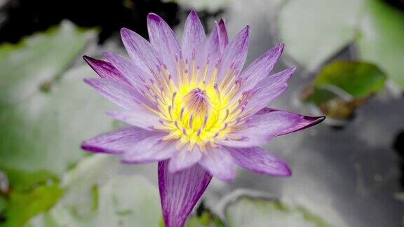 紫色的莲花