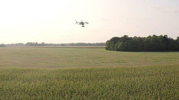 跟踪一架在玉米地上空飞行的无人机