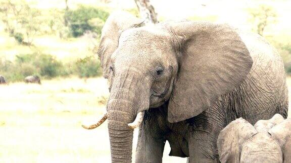 非常危险的野生动物与母亲和小象