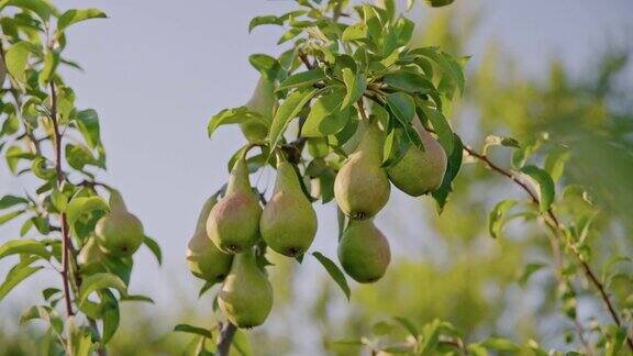 青翠的梨子挂在树上在夕阳的阳光下