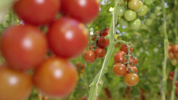 4K-番茄在温室