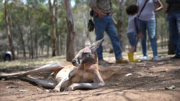 袋鼠躺在澳大利亚有机农场的地板上