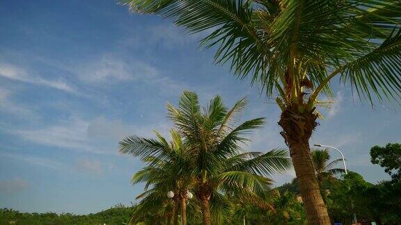 白天珠海海滩棕榈风光4k中国全景