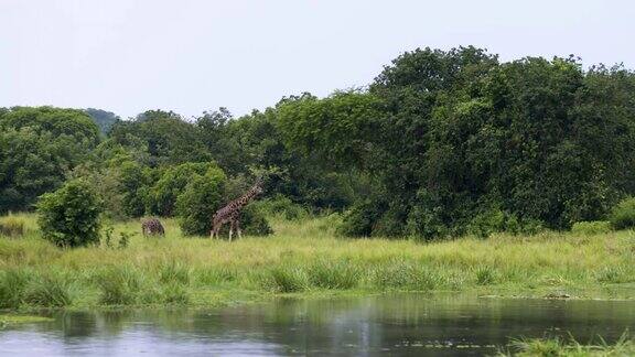 两只长颈鹿在河边吃草