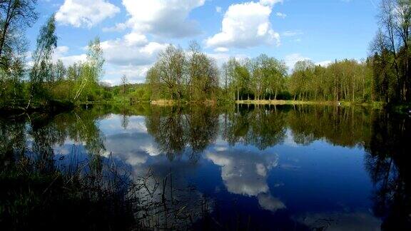 森林中安静的池塘