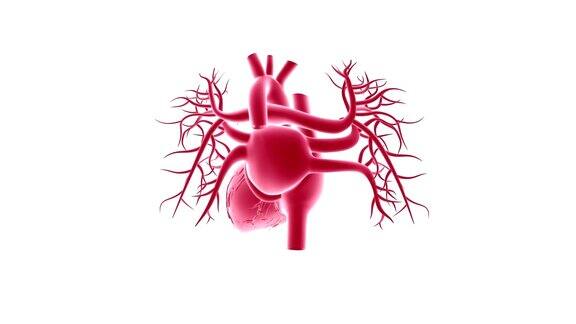 人体心脏解剖的医学概念
