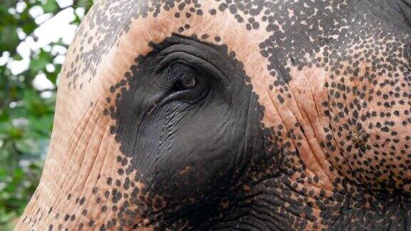 特写4k印度大象的眼睛充满泪水的视频动物情感和情感