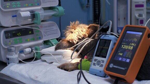 这只狗躺在手术台上周围是监测生命体征的监视器兽医麻醉师在手术过程中监测狗的心率和氧气