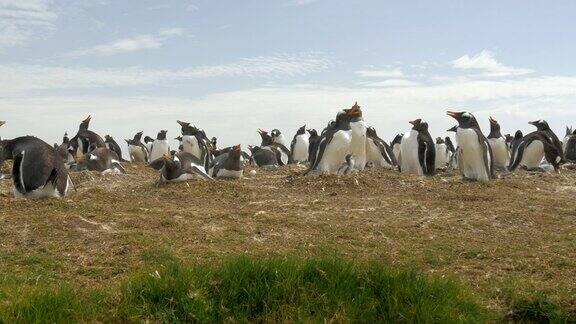 福克兰群岛的巴布亚企鹅栖息地