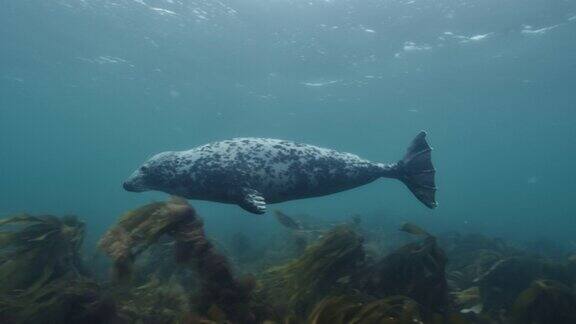 这是一只在海洋中游泳的海雕头兽的水下照片