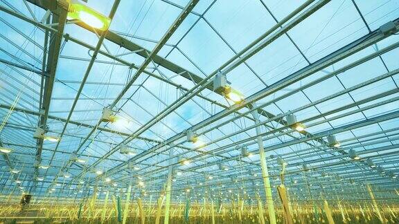 有番茄植物的工业温室