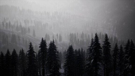 山坡上松林里的薄雾