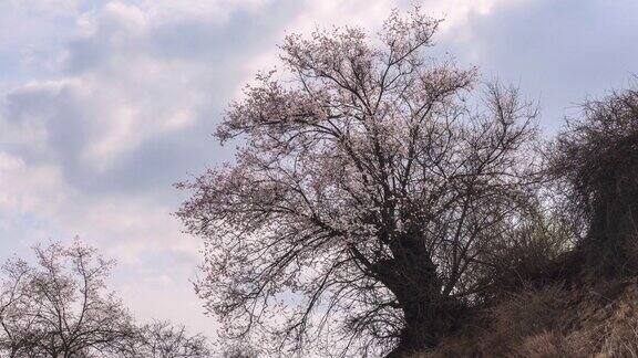 山坡上的桃树开满了花