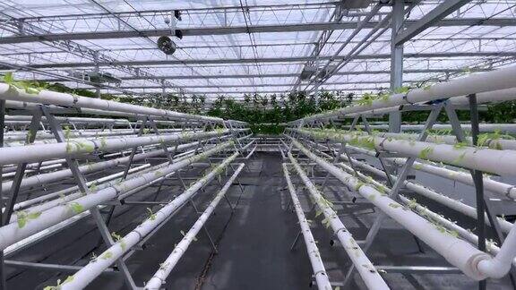 在美丽的现代园艺温室中种植蔬菜新型农业技术