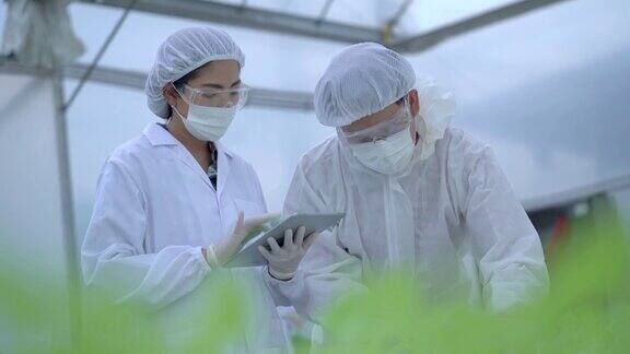 男、女温室技术员检查水培系统水的化学成分穿着防护服的科学家工人在温室农场检查植物水培法种植蔬菜