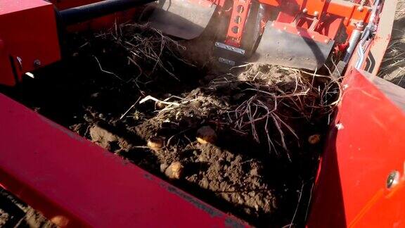 特写:土豆块茎在特殊的机器胶带上移动一台特殊的拖拉机挖出土豆然后把它倒进一辆卡车的后面在农田里收割土豆秋天