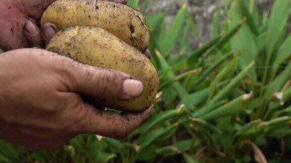 在田里收获土豆