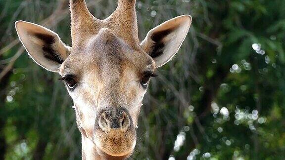 大自然里可爱的长颈鹿