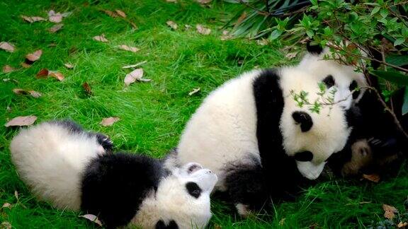 大熊猫幼崽在树上