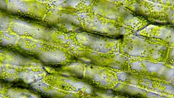 水生植物叶细胞结构
