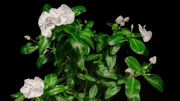 白色花Catharanthus在黑色背景上的延时绽放常绿室内盆栽植物长春花作为观赏和药用园林植物