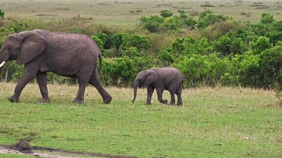 非洲象loxodontaafricana妈妈和小象走路马赛马拉公园在肯尼亚实时4K