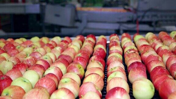 在水果仓库的传送带上清洗新鲜苹果