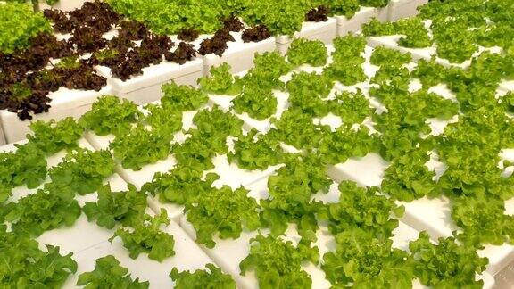 有机蔬菜沙拉水培农场健康