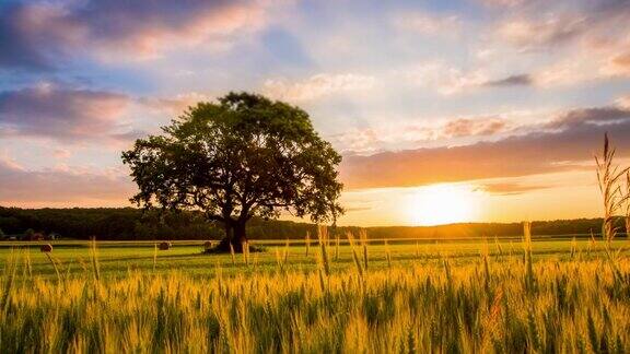 日出时分麦子中间的一棵孤树