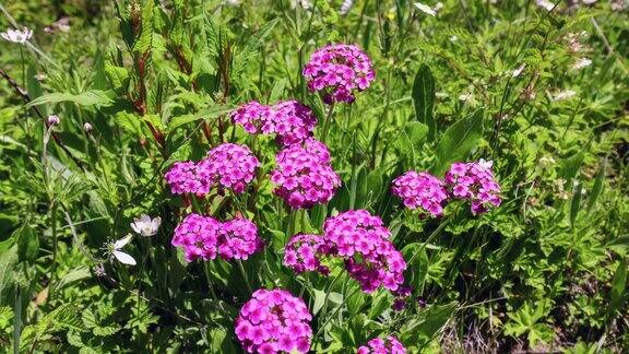 鲜艳的报春花生长在青藏高原的林地上